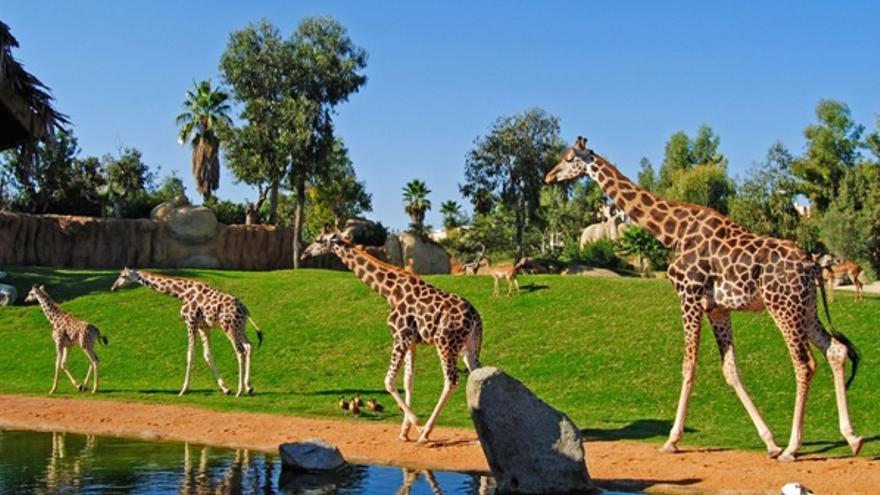Las jirafas son una de las especies más visitadas en Bioparc València.