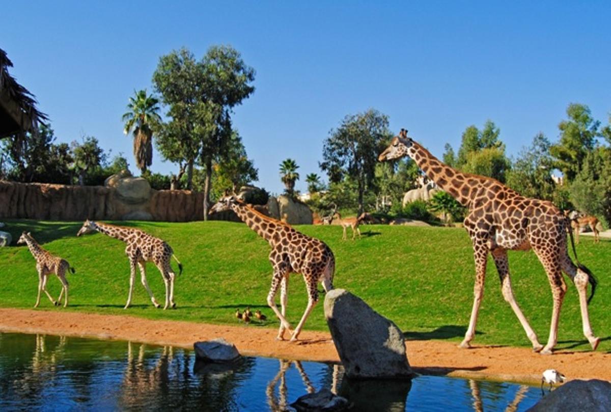 Las jirafas son una de las especies más visitadas en Bioparc València.