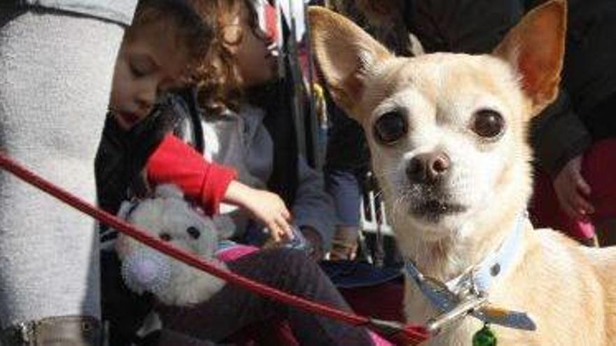 Un perro a la espera de la bendición de las fiestas de Sant Antoni.