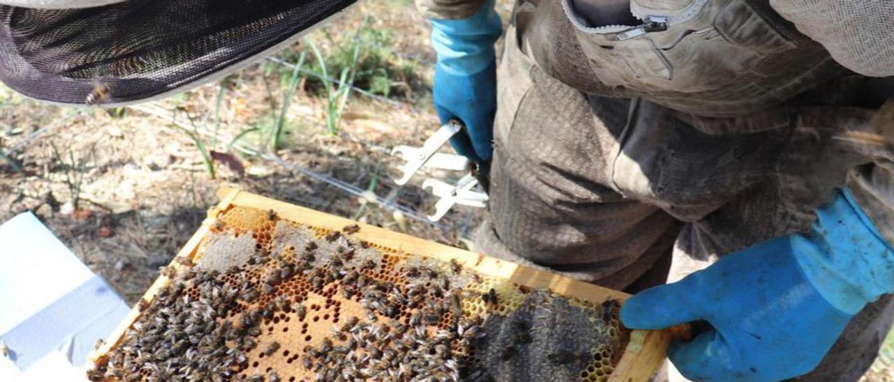 Un apicultor manejando un colmenar de abejas.