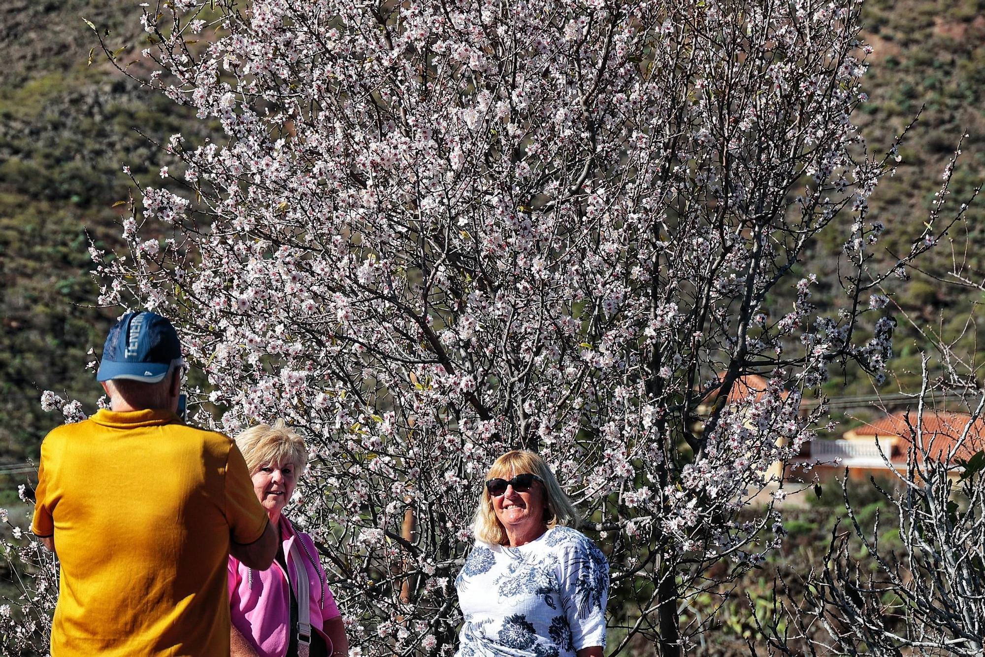 Pateos para ver el almendro en flor
