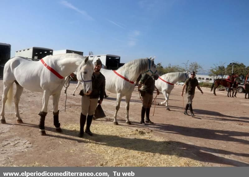 GUARDIA REAL