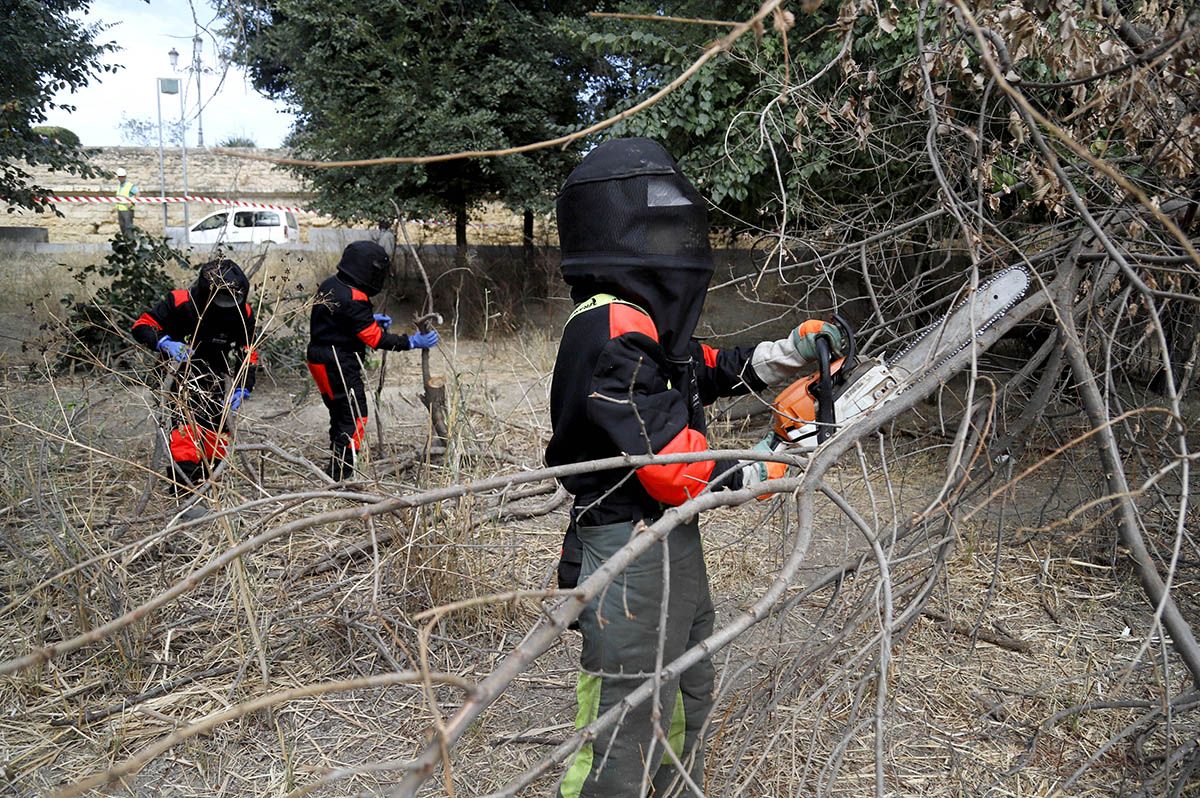 Comienzan los trabajos de limpieza de los Sotos de la Albolafia