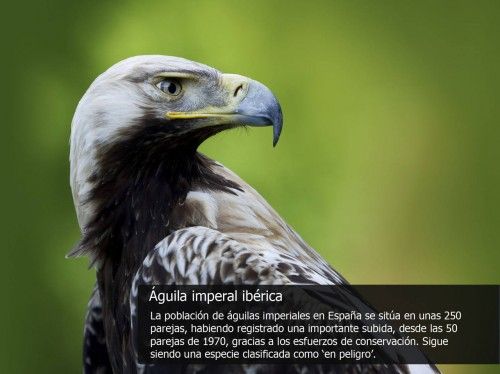 Las especies más amenazadas de la fauna española