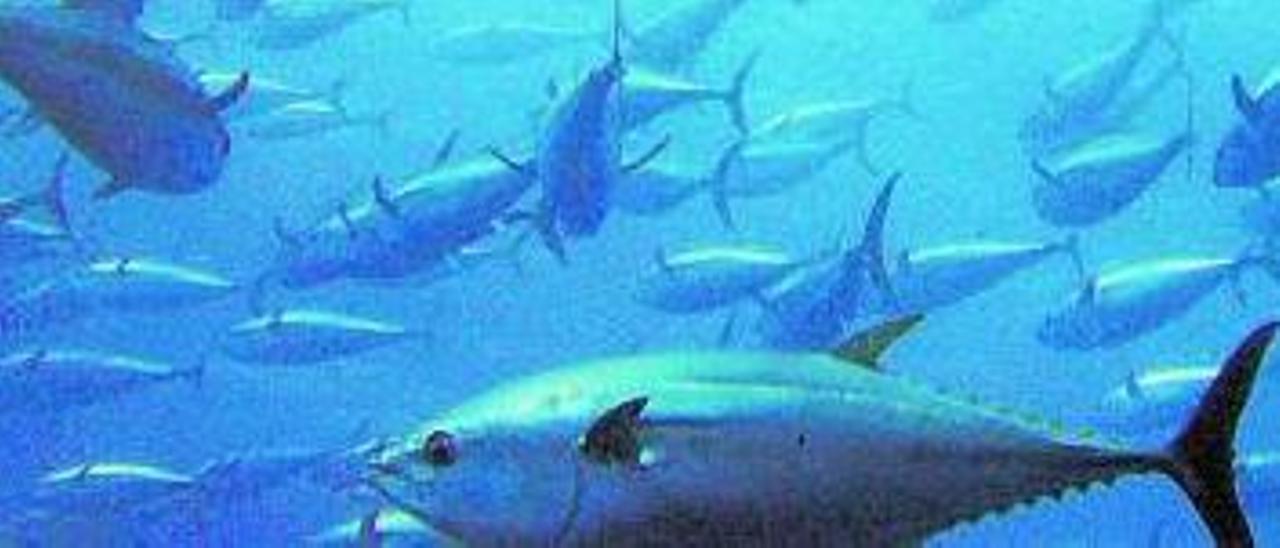 Bancos de atún rojo en el Mediterráneo.  | L-EMV