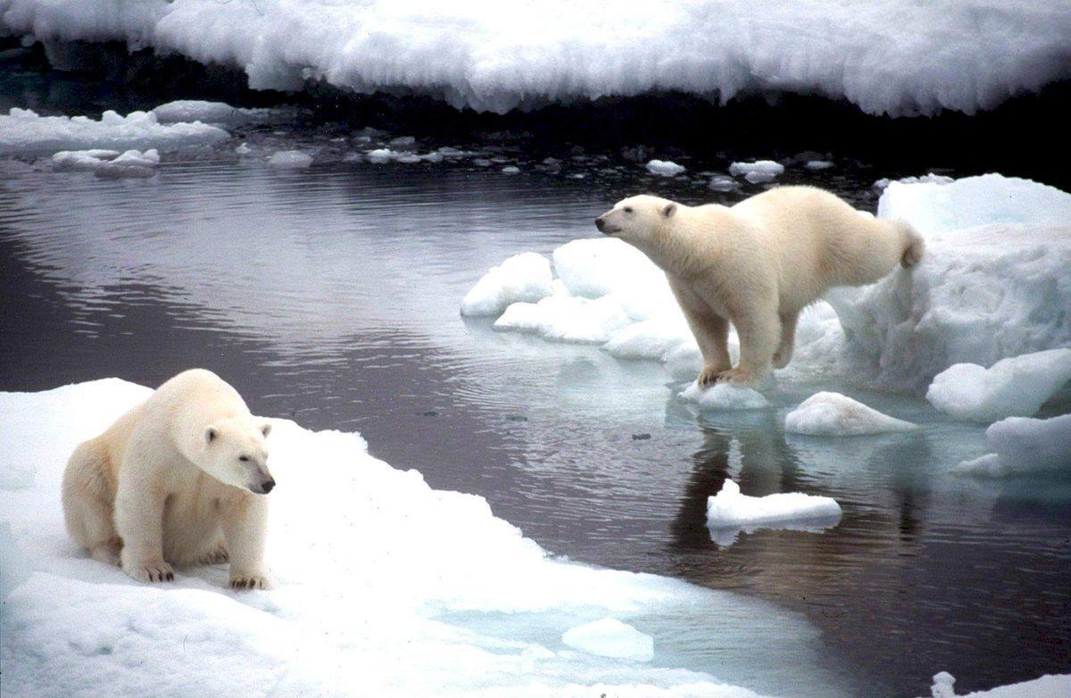 BEA02.ALASKA.15/5/2008.-Fotografía de archivo del 2 de noviembre de 1998 que muestra a dos osos polares saltando de un bloque de hielo a otro en Alaska. Estados Unidos anunció el 14 de mayo de 2008 que incluirá al oso polar como un animal protegido, por la amenaza que supone para esta especie el calentamiento global. El secretario del Interior, Dirk Kempthorne, alertó del alarmante descenso del nivel de la superficie de hielo en el Ártico en las últimas tres décadas debido al calentamiento global y se prevé que siga disminuyendo.Esta designación, explicó, significa que el oso polar es una especie que podría estar en peligro de extinción en un futuro cercano. EFE/ ARCHIVO/GREENPEACE HO