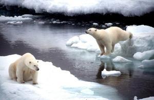 BEA02.ALASKA.15/5/2008.-Fotografía de archivo del 2 de noviembre de 1998 que muestra a dos osos polares saltando de un bloque de hielo a otro en Alaska. Estados Unidos anunció el 14 de mayo de 2008 que incluirá al oso polar como un animal protegido, por la amenaza que supone para esta especie el calentamiento global. El secretario del Interior, Dirk Kempthorne, alertó del alarmante descenso del nivel de la superficie de hielo en el Ártico en las últimas tres décadas debido al calentamiento global y se prevé que siga disminuyendo.Esta designación, explicó, significa que el oso polar es una especie que podría estar en peligro de extinción en un futuro cercano. EFE/ ARCHIVO/GREENPEACE HO