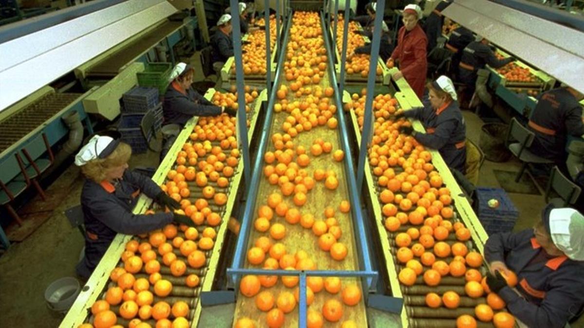 Cadena de selección de naranjas y mandarinas de Agrofruit en Tortosa.