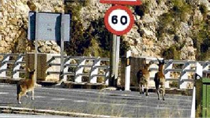 Un grupo de cabras en el momento de cruzar la nacional III sobre el embalse de Contreras.