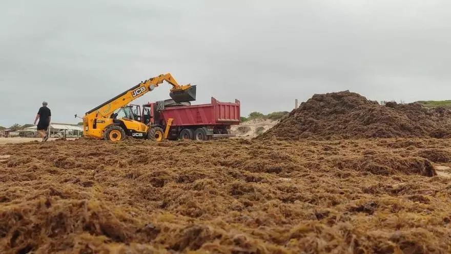 VÍDEO | Hasta 500 toneladas de algas asiáticas recogidas en la playa en un solo día