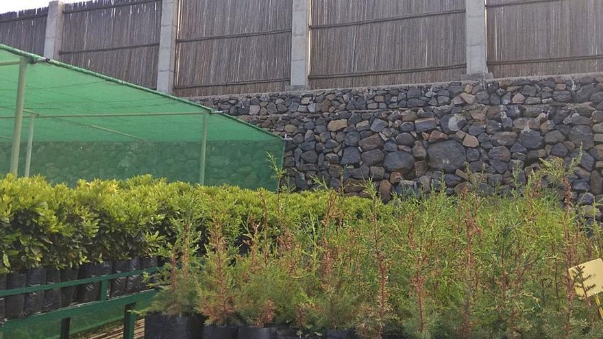 Vivero de Cruz Chiquita en San Sebastián de La Gomera.