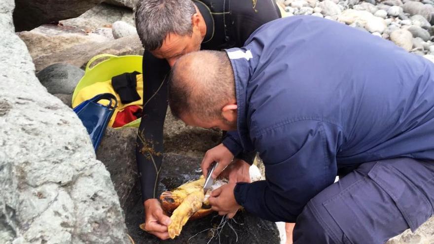 Rescatan a una tortuga enganchada a un saco de plástico en el Lloret