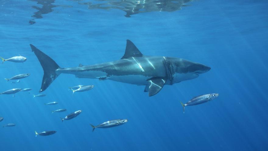 Medios británicos sitúan el ataque del tiburón de Valencia en aguas de Mallorca