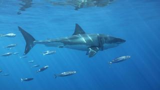 Medios británicos sitúan el ataque del tiburón de Valencia en aguas de Mallorca