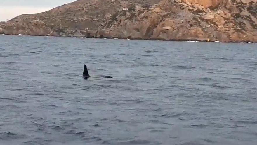 Die Orcas wurden vor Formentera gefilmt.