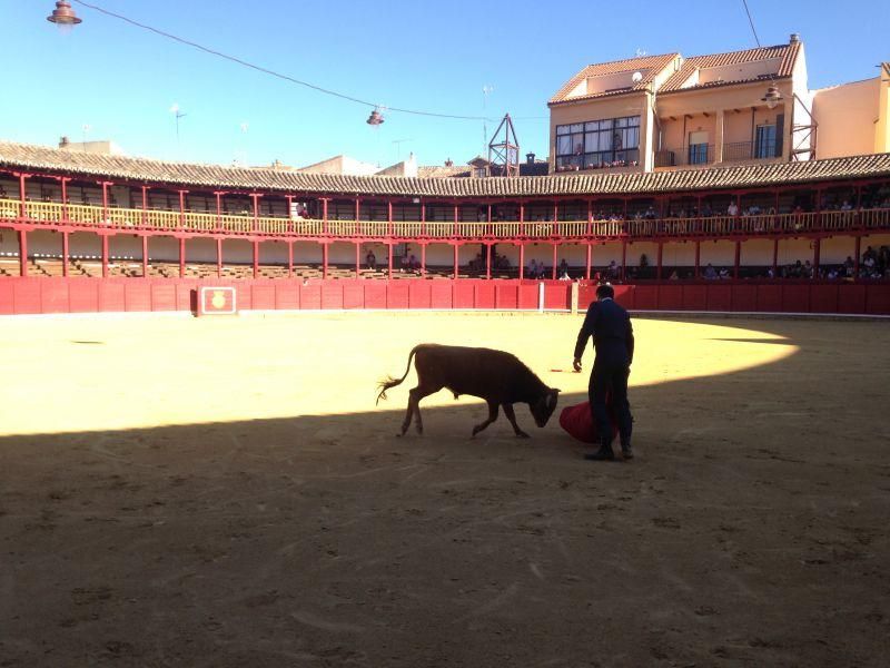 Fiestas en Toro | Becerrada de las peñas