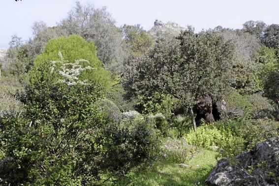 In Ariant blühen die mediterranen Pflanzen um die Wette. In dem von Heidi Gildemeister entworfenen Garten wird vieles den Launen der Natur und dem Zufall überlassen. Aber nicht alles.