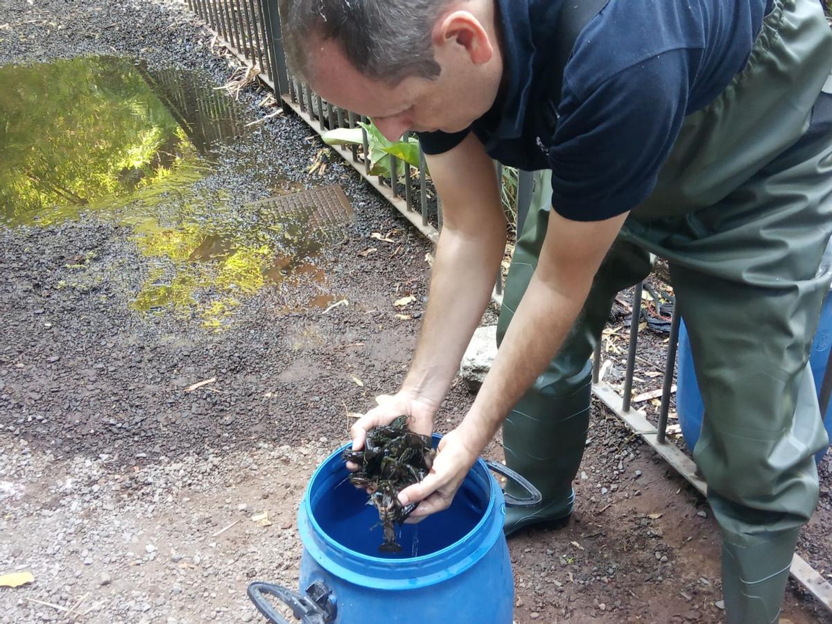 Cangrejos de río encontrados en el parque García Sanabria.