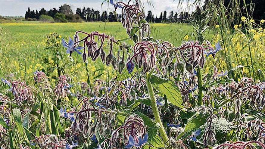 Sternförmig angeordnete Blütenblätter, Härchen an Stängeln und Blättern: Daran erkennt man den Borago officinalis. Er ist auf sonnigen Wiesen und an Wegrändern anzutreffen.