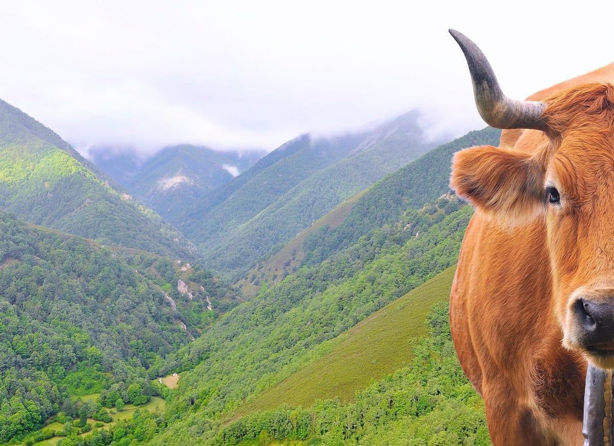 Muniellos, Asturias