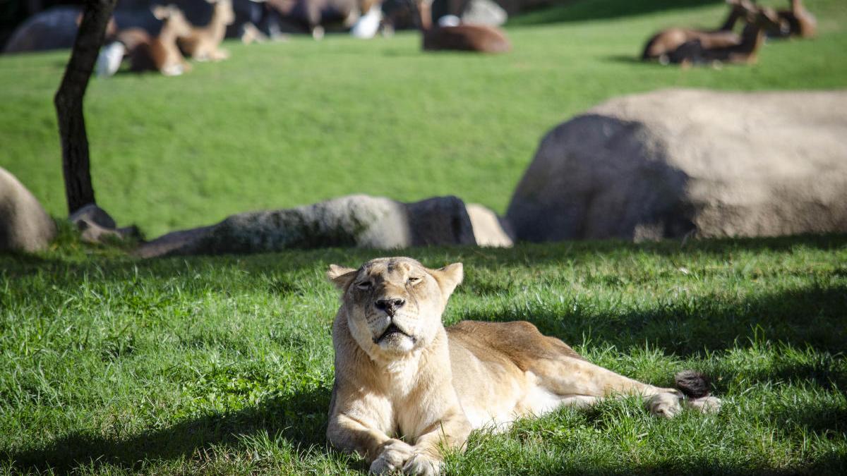 Valencia | Muere en Bioparc València la leona más longeva de España