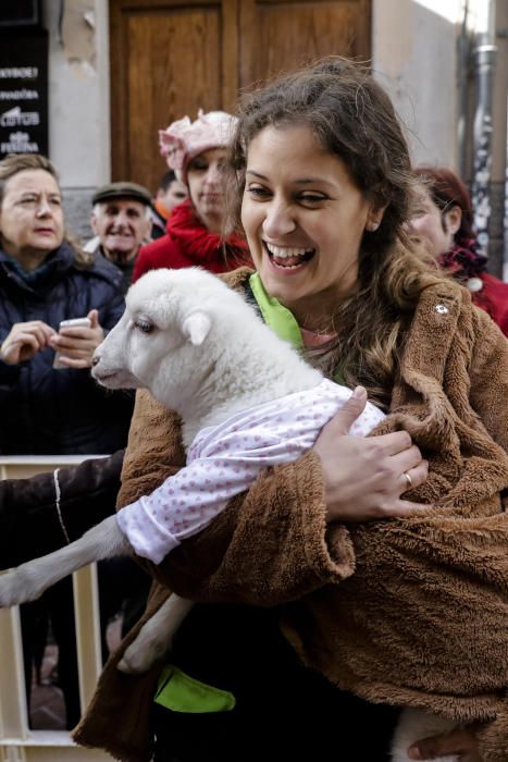 Sant Antoni: Tiersegnungen in Palma