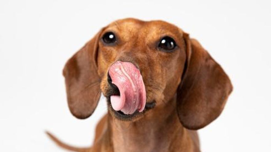 La recepta de llaminadures naturals i casolanes per a la teva mascota que està triomfant a les xarxes: llistes amb 3 ingredients