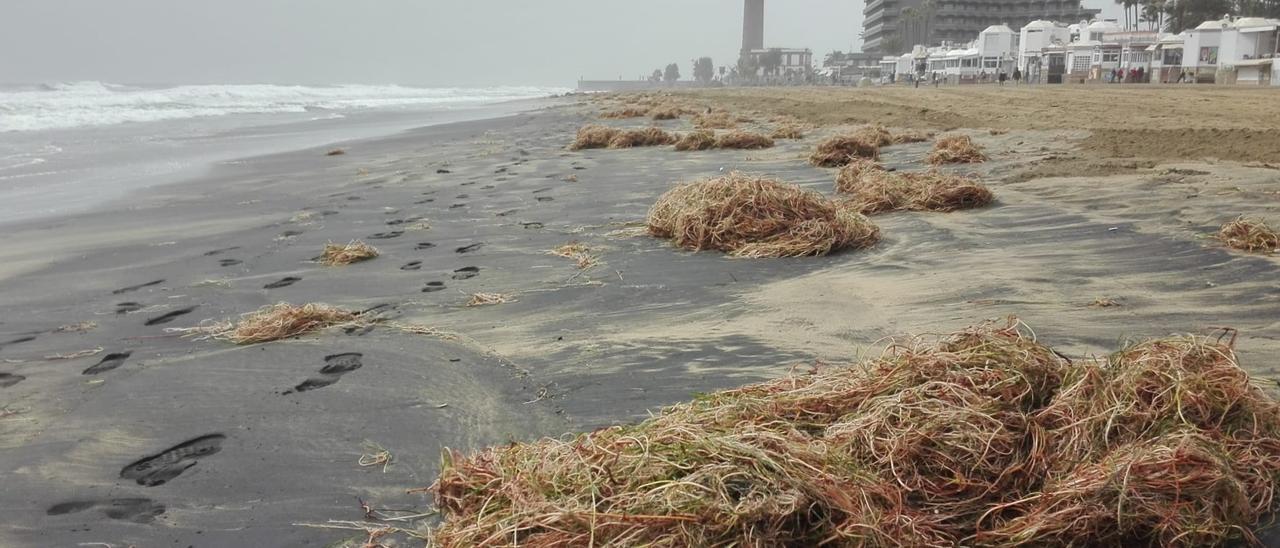 El temporal deja un escalón de un metro en la playa del Faro de Maspalomas (17/01/2021)