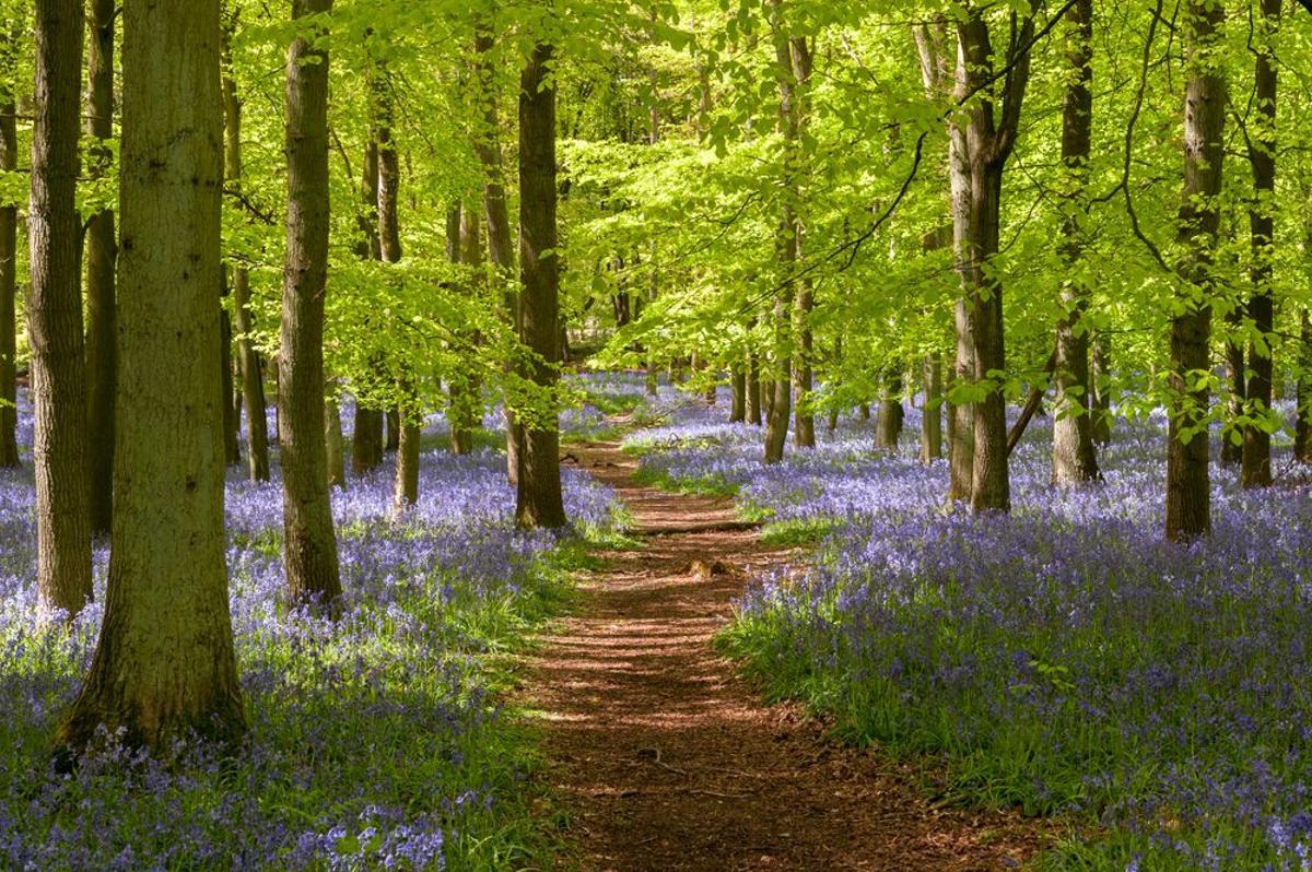 Los bosques más espectaculares de España.