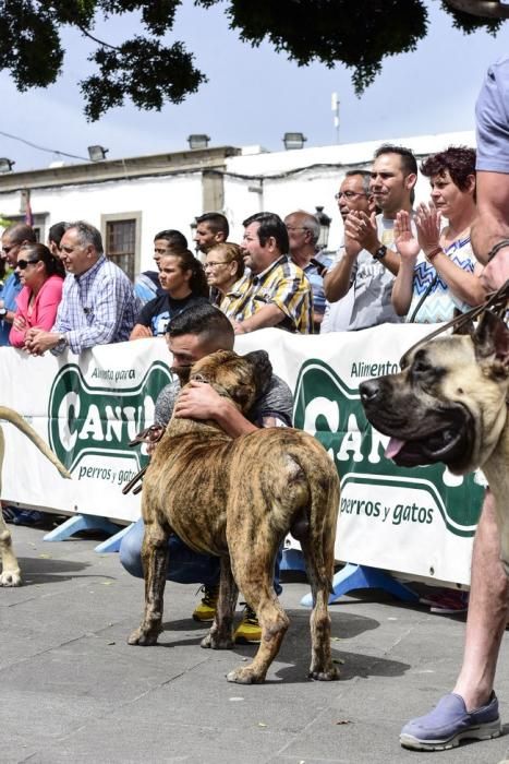 Celebración del I Certamen Nacional de perro ...