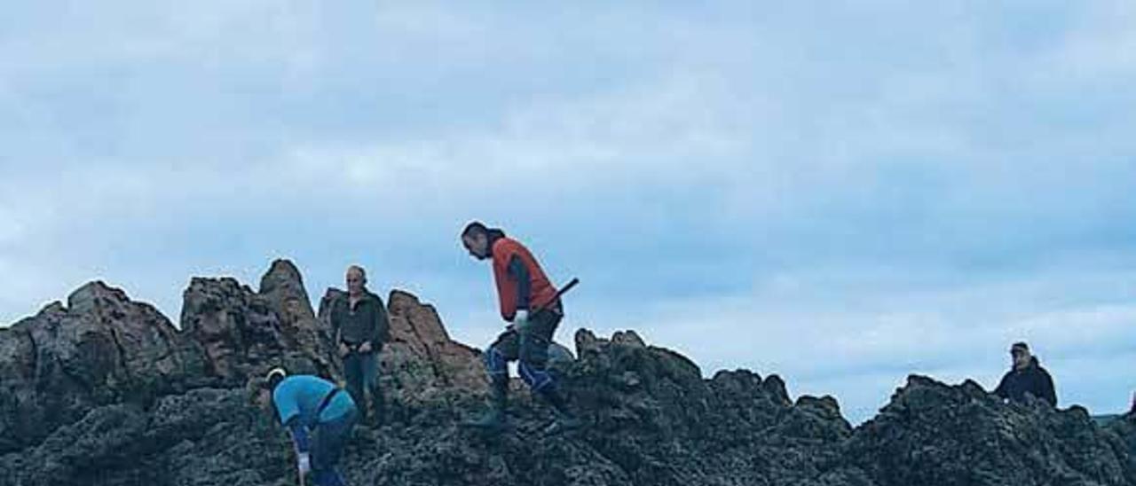 Tres perceberos, en el Cabo Peñas.