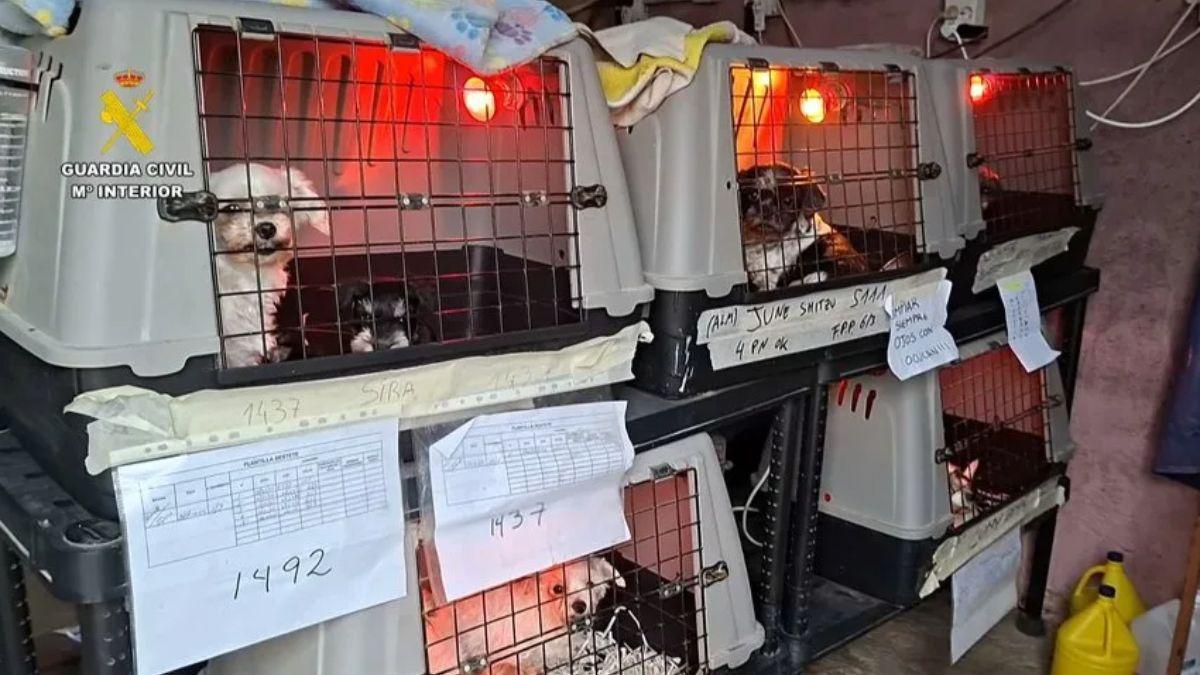 Una jutge dicta la primera condemna per maltractament animal en rituals