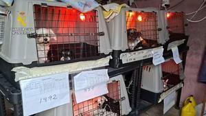 Una jutge dicta la primera condemna per maltractament animal en rituals