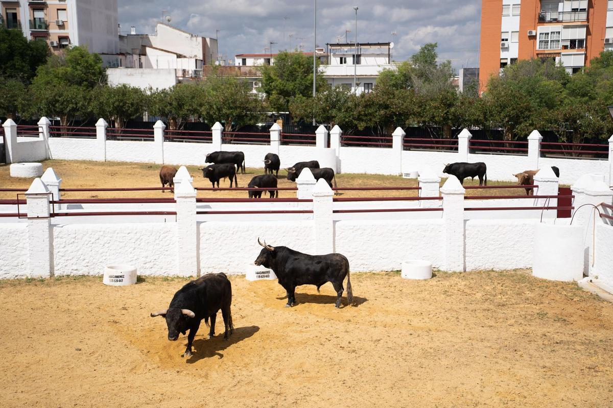 Los primeros toros llegan a la Venta de Antequera