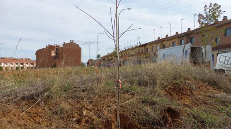 Zona del Camino de Santiago en la que este año se ha apostado por la plantación de árboles. | E. P.