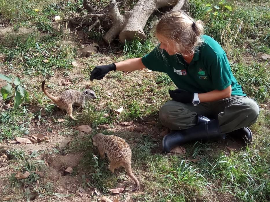 Laura, una de las cuidadoras, alimenta a dos suricatas