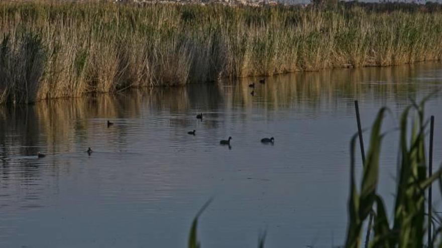 Aves acuáticas en una de las charcas del Parque Natural de El Hondo.
