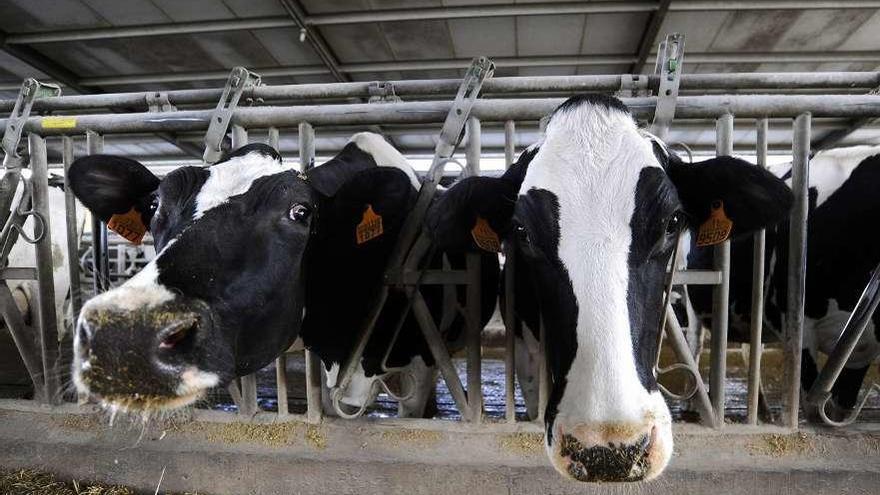 Vacas en una explotación láctea.