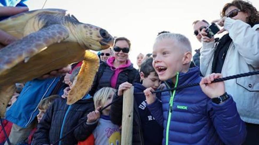 Les tortugues causen molta expectació, per exemple, a Calp.