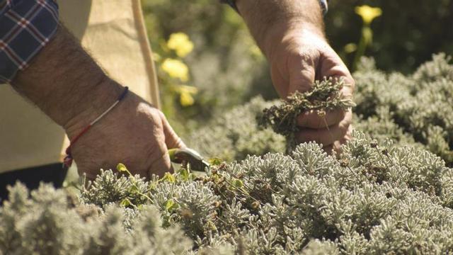 Can Fluxà es un espacio vivo donde se cultivan y preservan especies aromáticas que forman parte de la historia gastronómica y licorera de la isla. | FOTOS: FLUXÀ