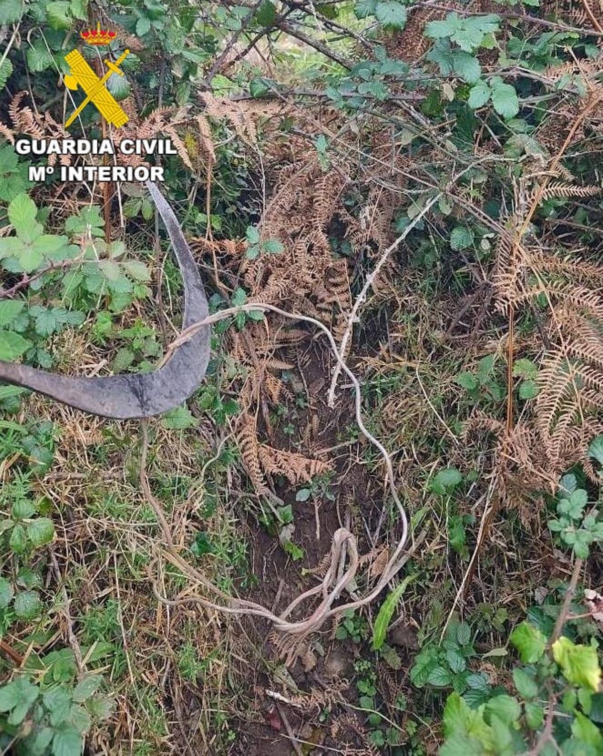 Lazo ilegal oculto en una finca en A Laracha.