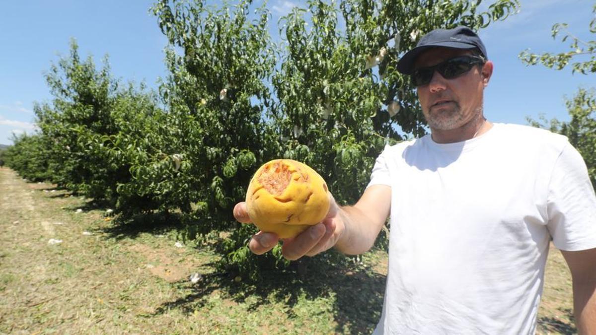 El granizo del pasado mes de julio terminó con la mayor parte de la cosecha del melocotón de Calanda.