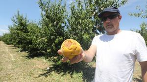 El granizo del pasado mes de julio terminó con la mayor parte de la cosecha del melocotón de Calanda.