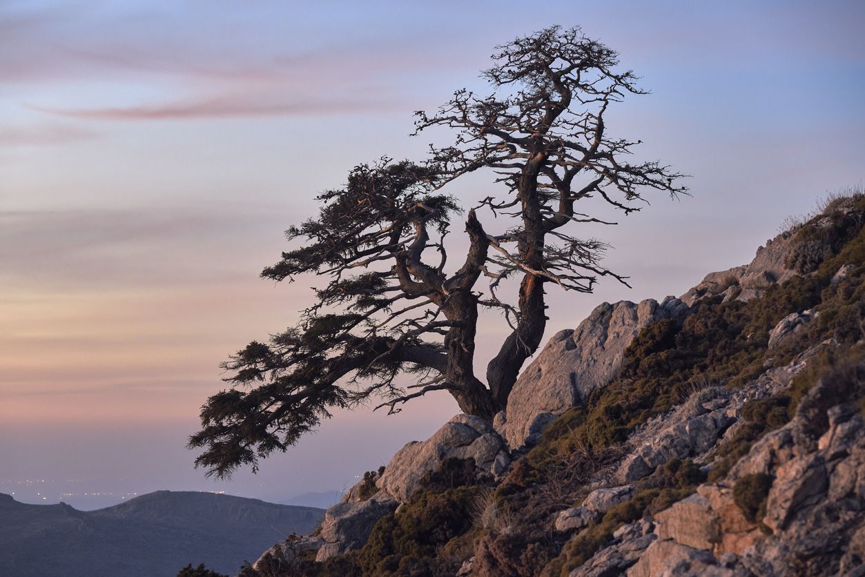 Pinsapo en el parque nacional Sierra de las Nieves.