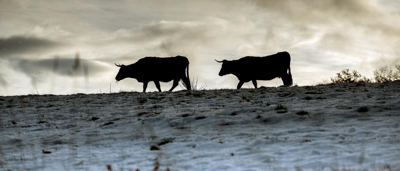 Vacas caminando por una zona agrícola de Montederrano