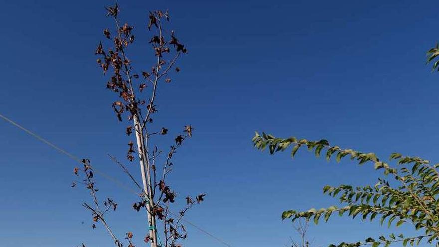 Uno de los árboles muertos en los últimos días por falta de agua.