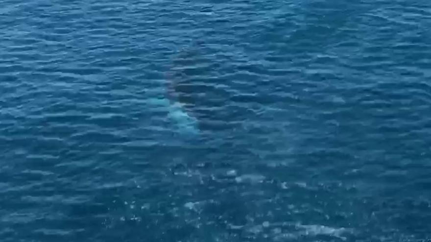 Las ballenas vuelven a la costa de Dénia