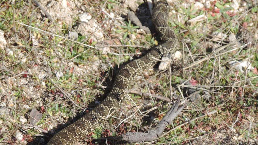 El incremento de las temperaturas de febrero despierta a los reptiles