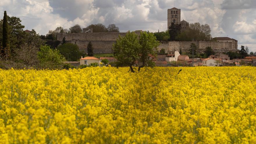 La colza viste a Zamora de amarillo