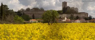 La colza viste a Zamora de amarillo